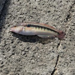 【絶品】キュウセン初めて食べました