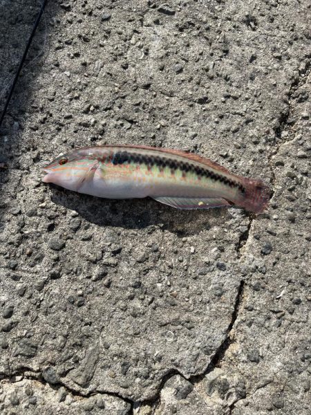 【絶品】キュウセン初めて食べました