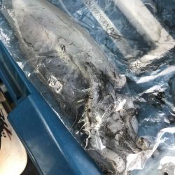 朝マズメのサーフエギング