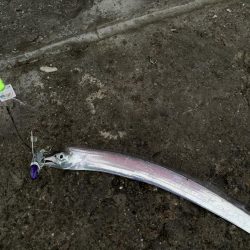 エサに頼ってみたけど……