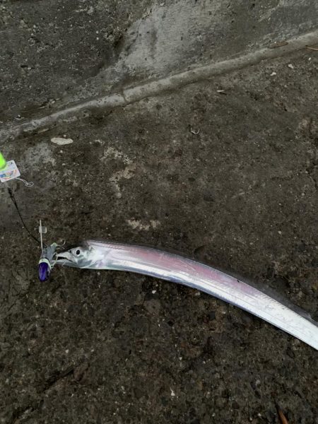 エサに頼ってみたけど……