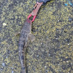 シーバス チヌ マゴチ