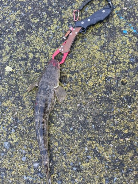 シーバス チヌ マゴチ