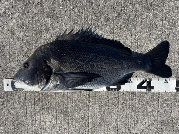 イチノ兄弟、釣果！