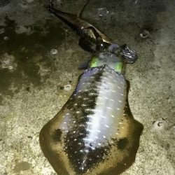 短時間エギング