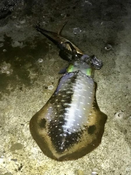 短時間エギング