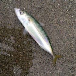 気仙沼大島釣行