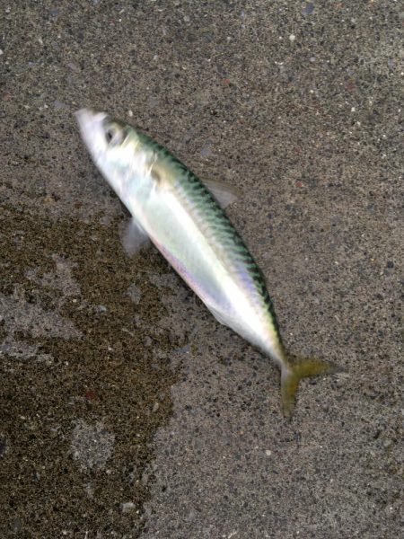 気仙沼大島釣行