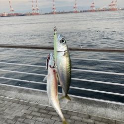 30分だけの鯖無限城。ボラすらな魚っ気無さ。。