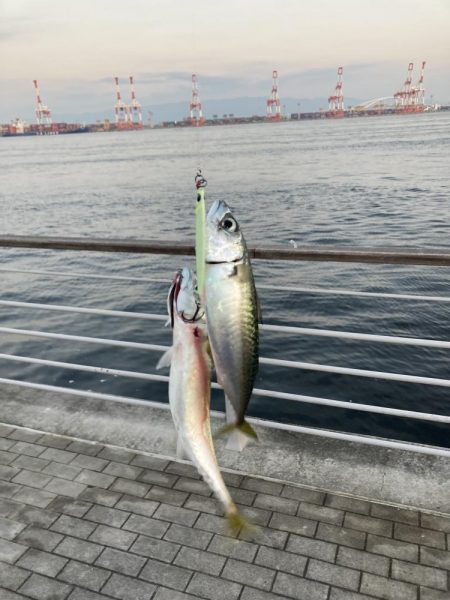 30分だけの鯖無限城。ボラすらな魚っ気無さ…
