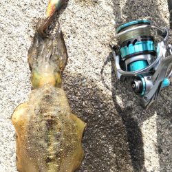 デイエギング★アオリイカ