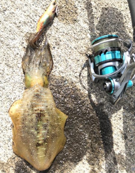 デイエギング★アオリイカ