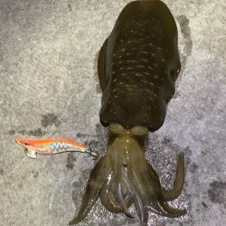 今回初アオリイカ