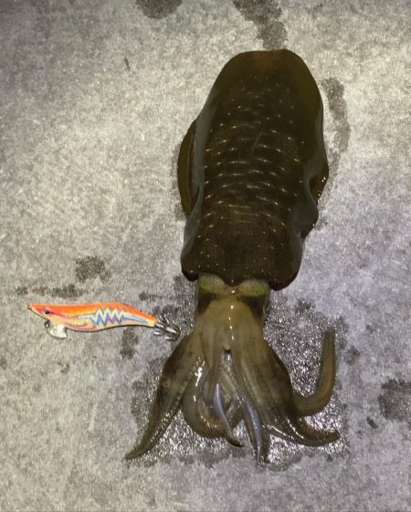 今回初アオリイカ