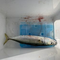 ショアジギング