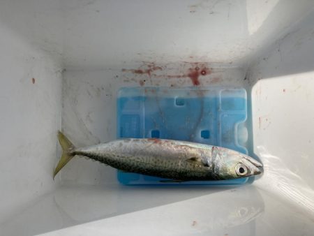 ショアジギング