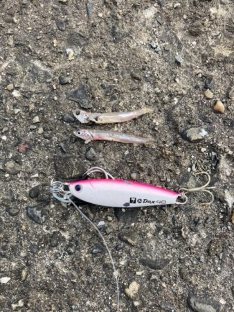 マイクロベイトパターン