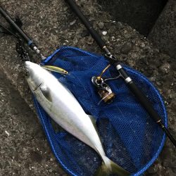 泉佐野でハマチ大(ほぼメジロ)