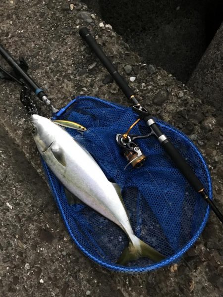 泉佐野でハマチ大(ほぼメジロ)