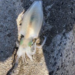 しまなみエギング ドピーカン