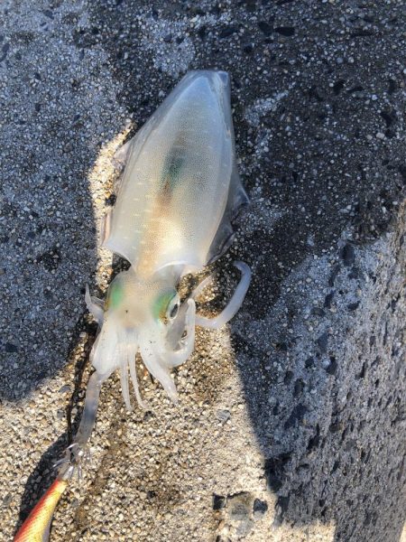 しまなみエギング　ドピーカン