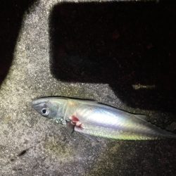 サバ祭り！タチウオもいるよ