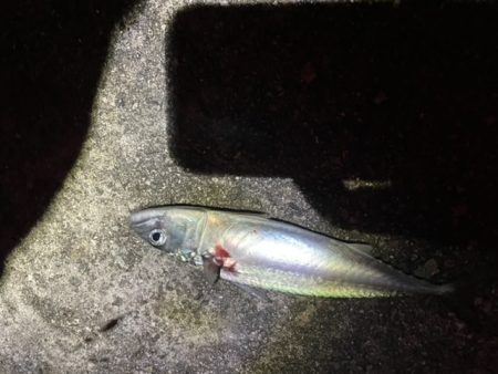 サバ祭り！タチウオもいるよ