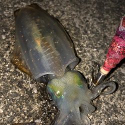 手前の新子だけ