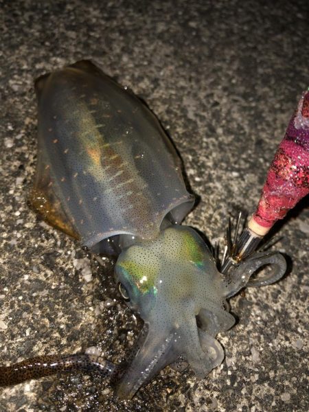 手前の新子だけ