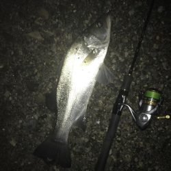 楽しいヒラセイゴ