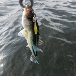 幕張supフィッシング