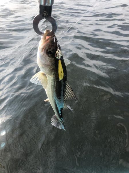 幕張supフィッシング