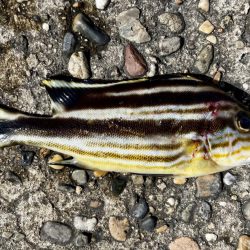 カレイ　厚みが増してきました