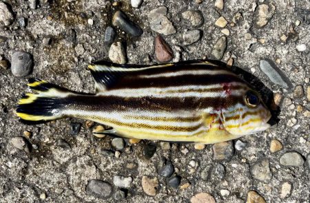 カレイ　厚みが増してきました