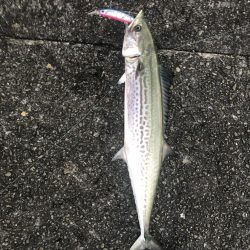 タチウオどこいった?