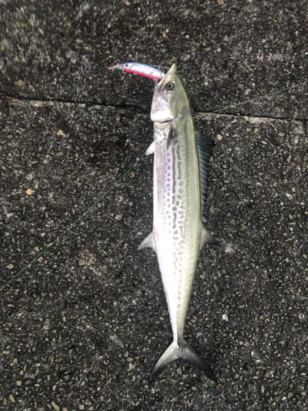 タチウオどこいった?