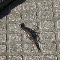 ヤマトカマスがやってきた！！