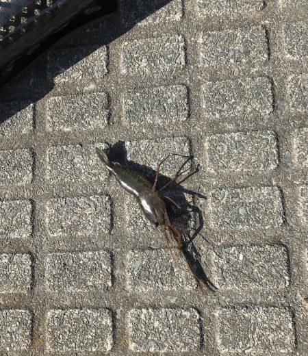 ヤマトカマスがやってきた！！