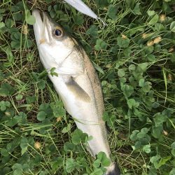 スズキが水面をバコーンとキタ！！