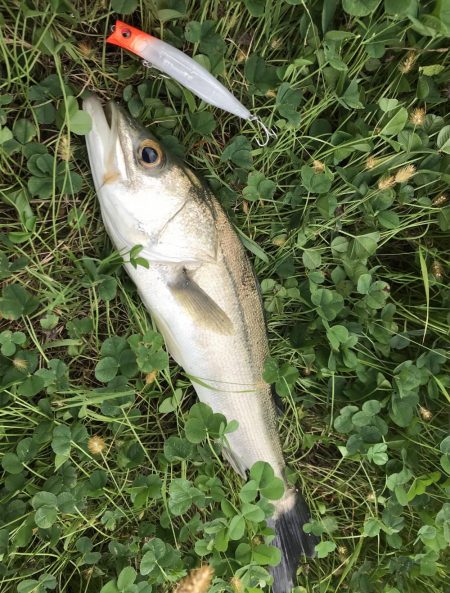 スズキが水面をバコーンとキタ！！