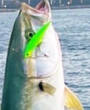 久々のメジロさん