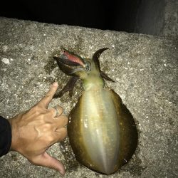 ケンサキ　アオリ　ツバス