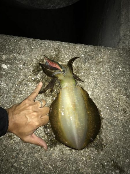 ケンサキ　アオリ　ツバス