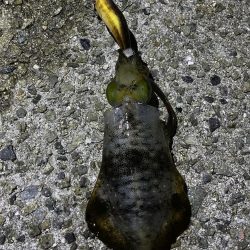 短時間アオリイカ調査！