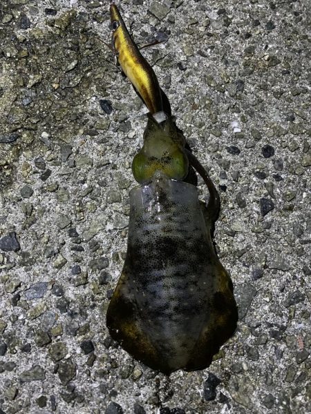 短時間アオリイカ調査！