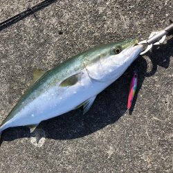 朝マズメはあきませんでした。