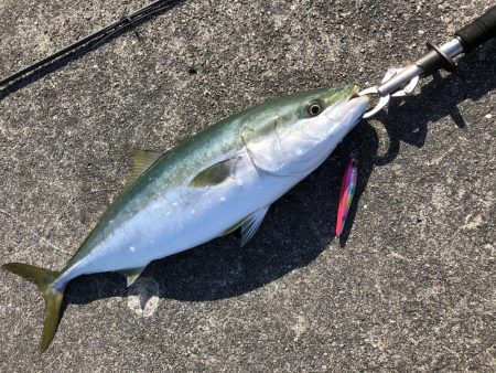 朝マズメはあきませんでした。