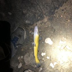 5目釣り…達成?