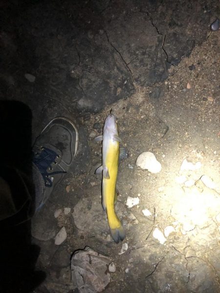 5目釣り…達成?