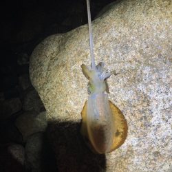 ゴロタでエギング!